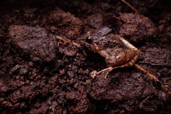 Limnonectes microdiscus