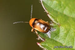 Cryptocephalus pusillus