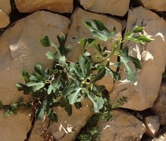 Ficus carica
