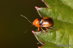 Cryptocephalus pusillus