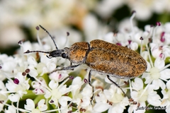 Mycterus curculioides