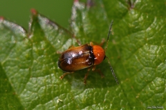 Cryptocephalus pusillus