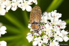 Mycterus curculioides