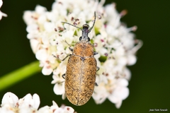 Mycterus curculioides