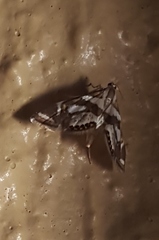 Chrysendeton medicinalis