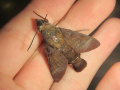 Macroglossum micacea