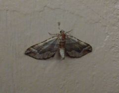 Pelurga comitata