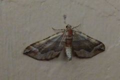 Pelurga comitata