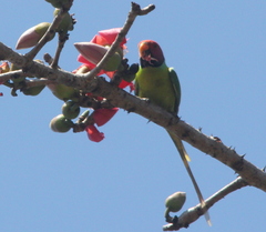 Psittacula cyanocephala