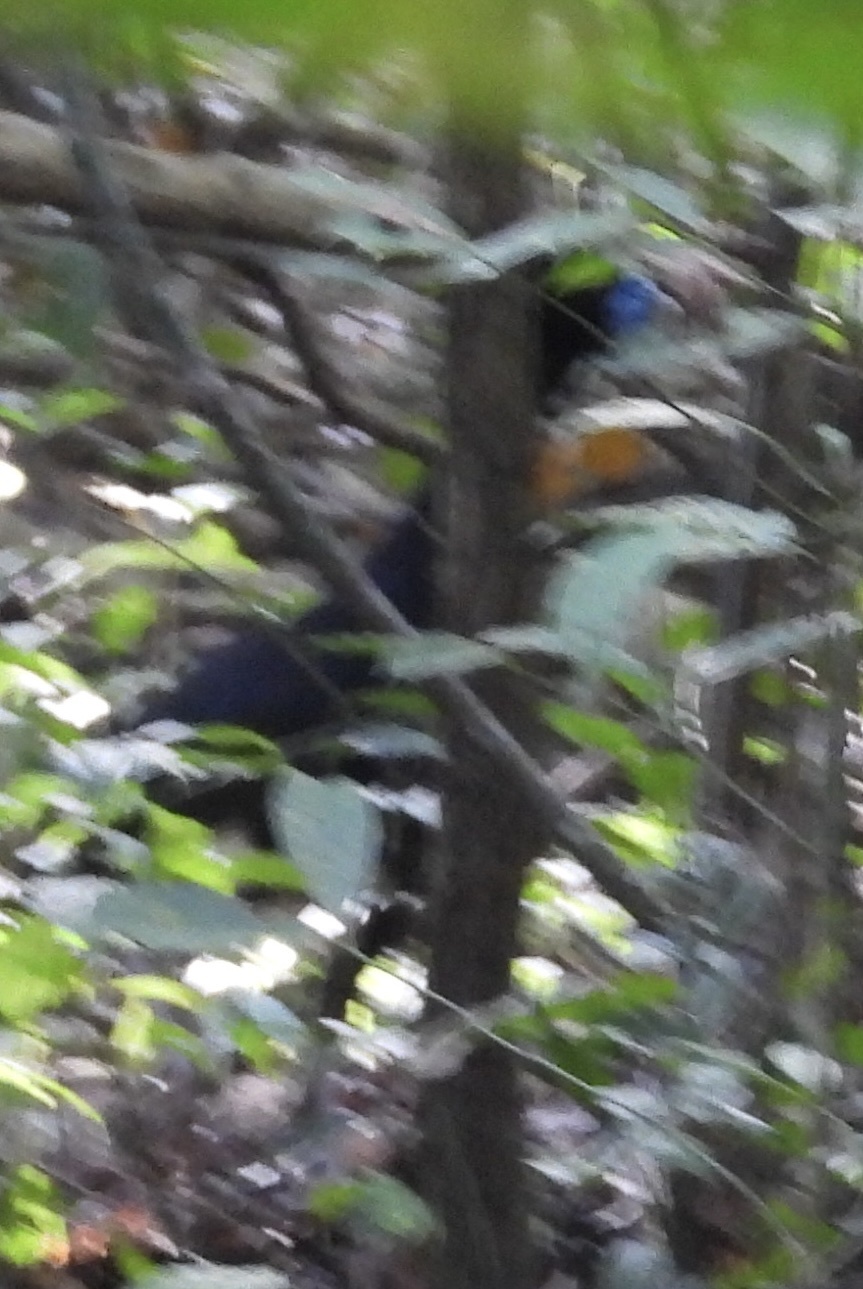 Blue-billed Curassow (Crax alberti), photo 10
