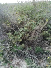 Leucospermum tomentosum