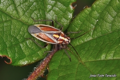 Horistus orientalis