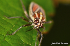 Horistus orientalis