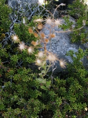 Senecio dunedinensis