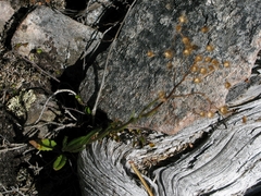 Senecio dunedinensis