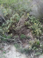 Leucospermum tomentosum