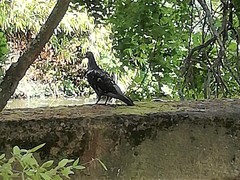 Columba livia domestica