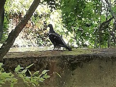 Columba livia domestica