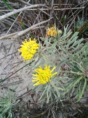 Leucospermum tomentosum