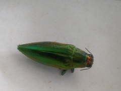 Chrysochroini