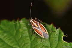 Horistus orientalis