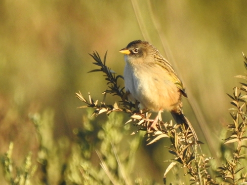 Lesser Grass Finch (Emberizoides ypiranganus), photo 4