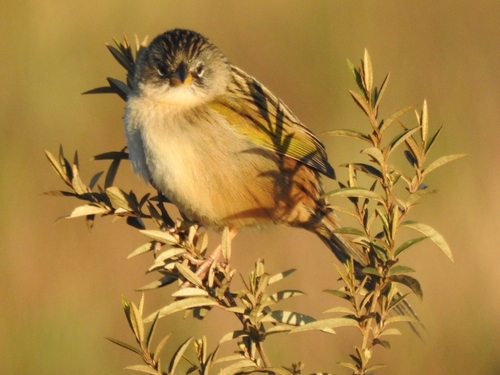 Lesser Grass Finch (Emberizoides ypiranganus), photo 5