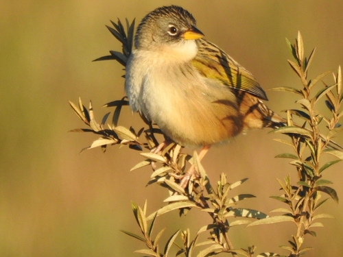 Lesser Grass Finch (Emberizoides ypiranganus), photo 7