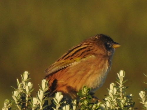 Lesser Grass Finch (Emberizoides ypiranganus), photo 8