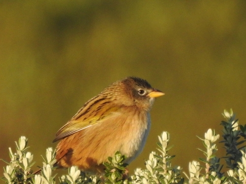 Lesser Grass Finch (Emberizoides ypiranganus), photo 9