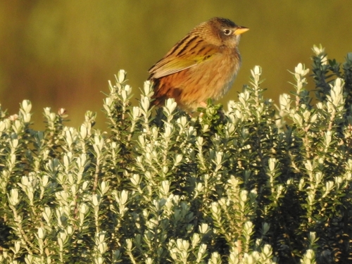 Lesser Grass Finch (Emberizoides ypiranganus), photo 10