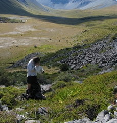 Senecio dunedinensis