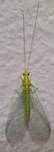 Apertochrysa edwardsi photo 3
