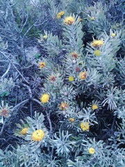 Leucospermum tomentosum