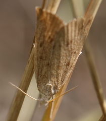 Calamotropha paludella
