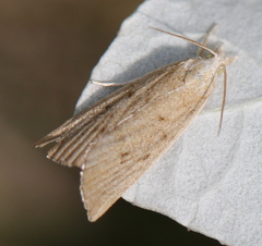 Calamotropha paludella