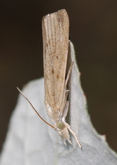 Calamotropha paludella
