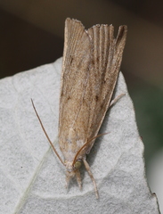 Calamotropha paludella