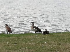 Alopochen aegyptiaca