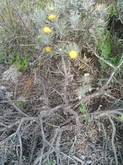 Leucospermum tomentosum