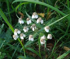 Achillea impatiens