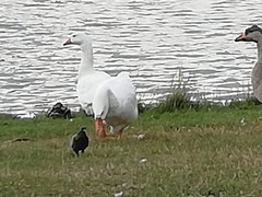 Anser anser domesticus