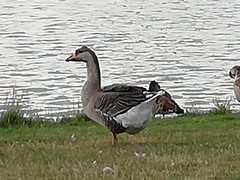 Anser anser domesticus