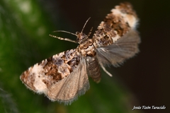 Endothenia gentianaeana