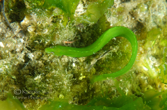 Apodichthys flavidus