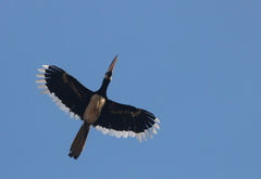 Anthracoceros coronatus