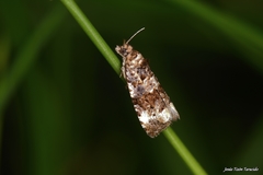 Endothenia gentianaeana