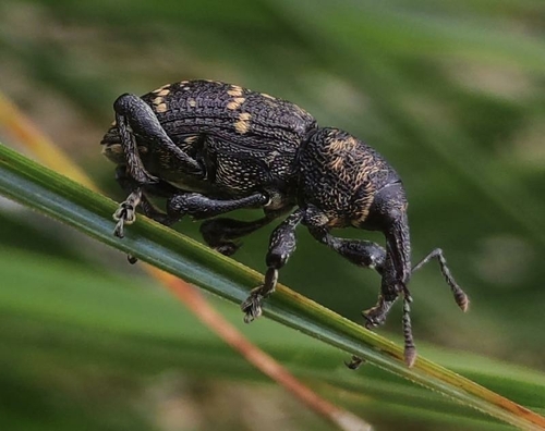 Large Pine Weevil photo 2