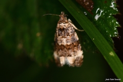 Endothenia gentianaeana