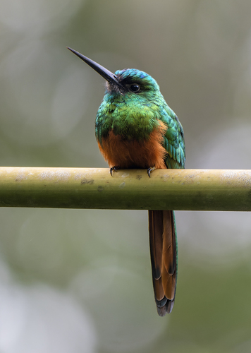 Bluish-fronted Jacamar